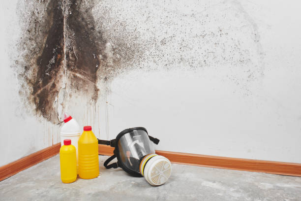 Best Commercial Mold Removal  in Port Arthur, TX