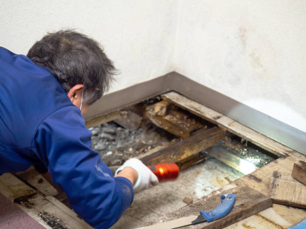 Best Mold Damage Repair  in Port Arthur, TX