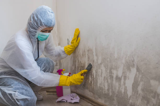 Professional Mold Removal in Port Arthur, TX