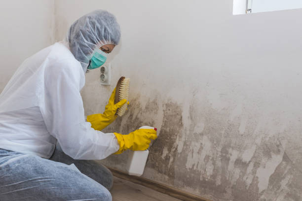 Best Certified Mold Removal  in Port Arthur, TX