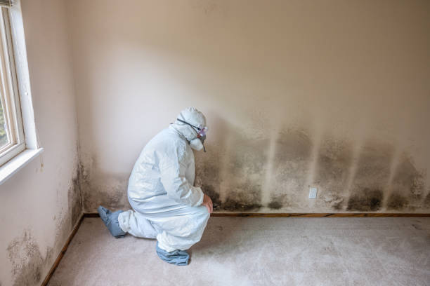 Best Professional Mold Removal  in Port Arthur, TX