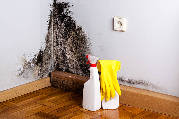 Best Residential Mold Removal  in Port Arthur, TX