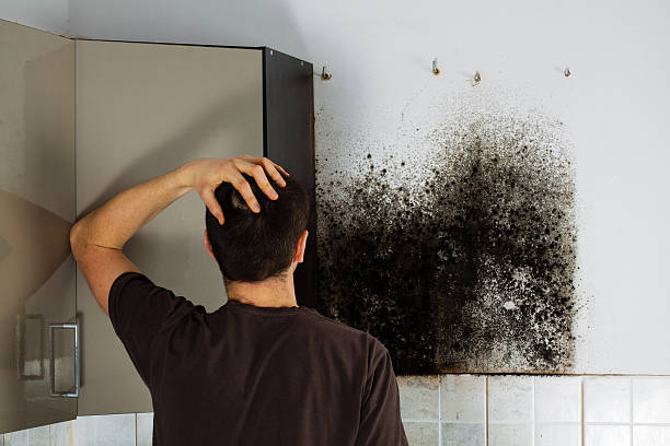 Best Toxic Mold Removal  in Port Arthur, TX