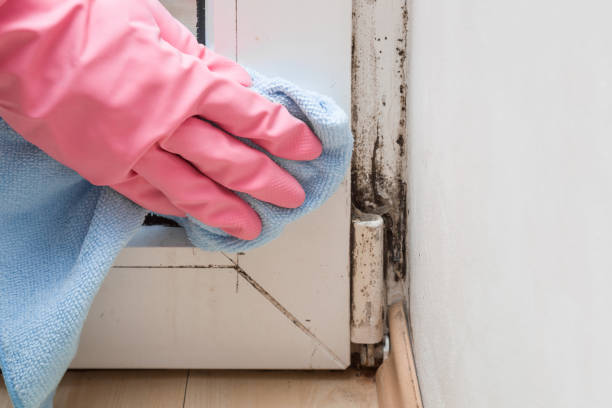 Best Mold Removal and Inspection  in Port Arthur, TX